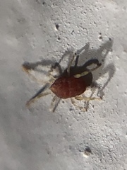 Smarididae