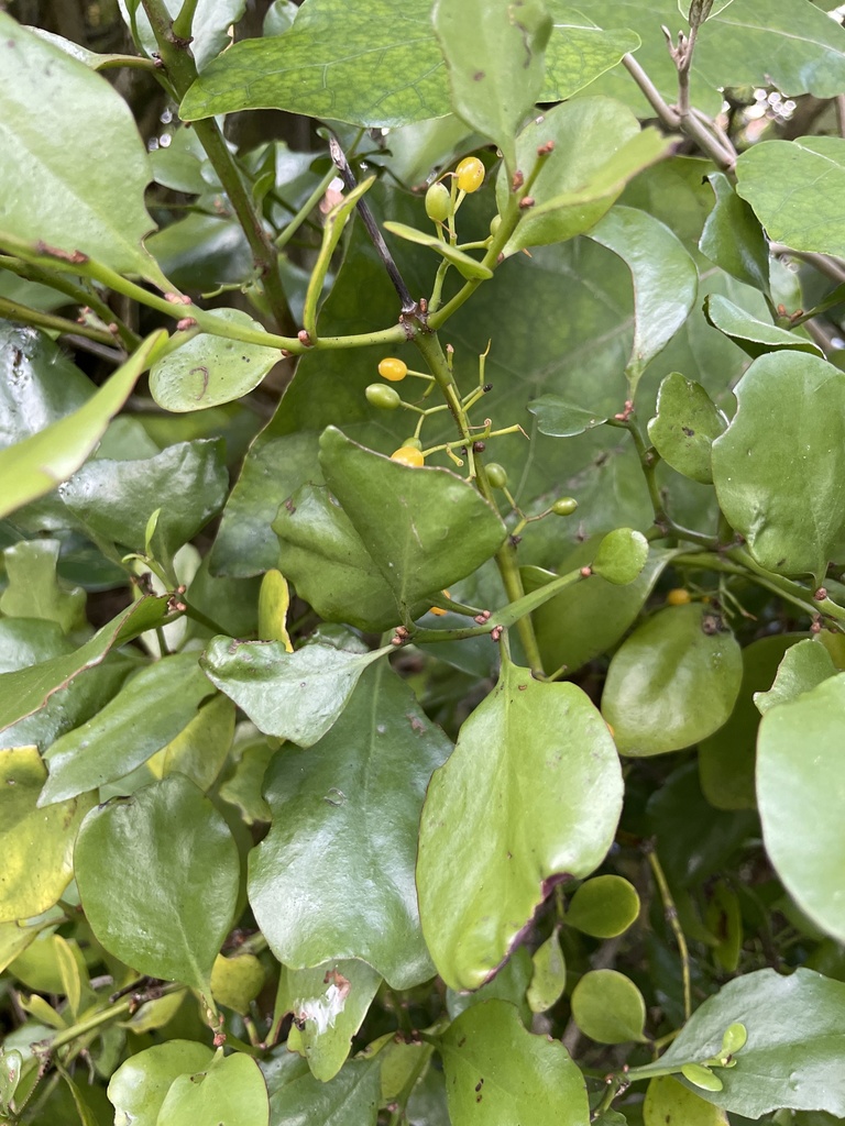 Green mistletoe in April 2022 by Taylor Davies-Colley · iNaturalist