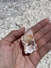 Alanbeuella corrugata