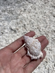 Alanbeuella corrugata