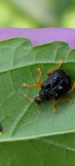 Paroplapoderus tristoides