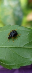 Paroplapoderus tristoides