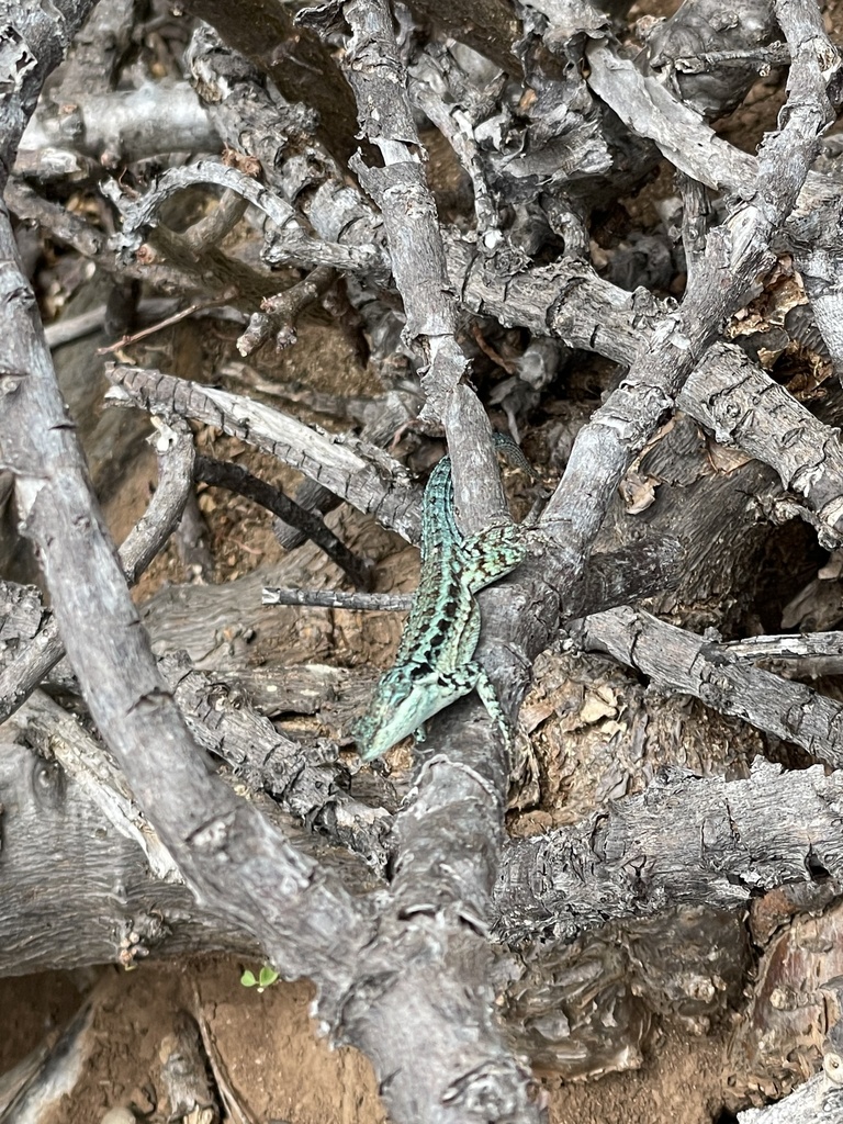 Clarion Island Tree Lizard