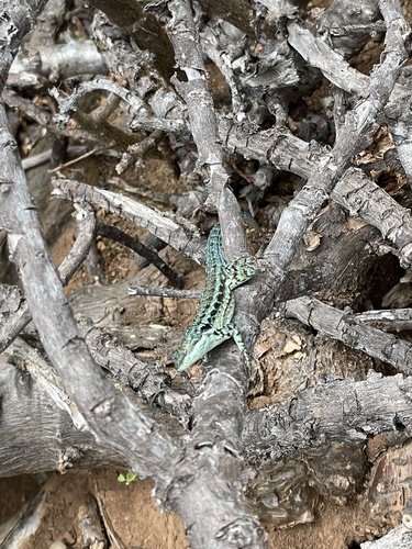 Clarion Island Tree Lizard