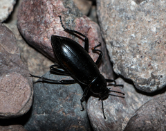 Eleodes longicollis