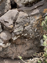 Urosaurus clarionensis