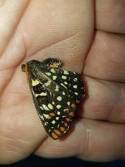 Euphydryas chalcedona