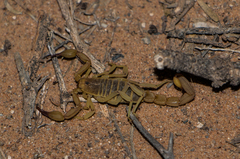 Chihuahuanus russelli