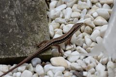 Takydromus tachydromoides