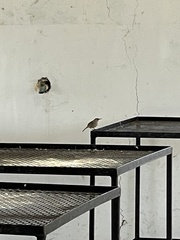 Troglodytes sissonii