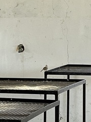 Troglodytes sissonii