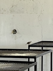 Troglodytes sissonii