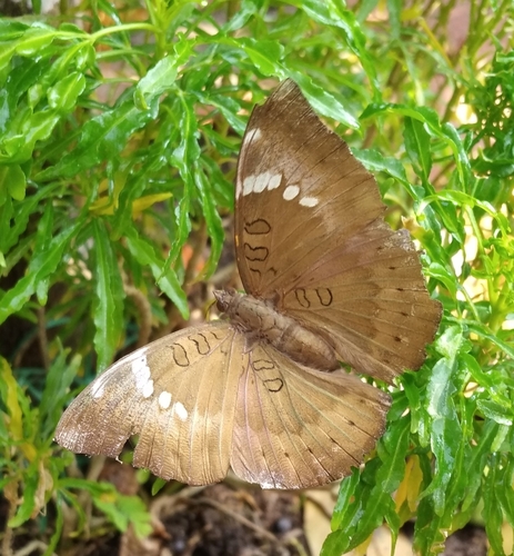 Photo of Common Baron (Euthalia aconthea)