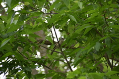 Baeolophus atricristatus