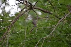 Baeolophus atricristatus