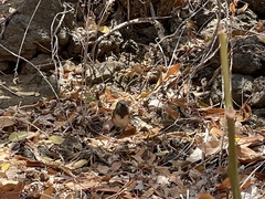 Pipilo maculatus socorroensis