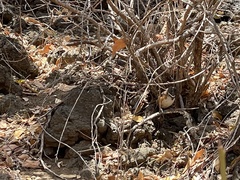 Pipilo maculatus socorroensis