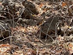 Pipilo maculatus socorroensis