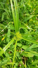 Cyperus cyperoides