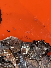 Entomophthoromycotina