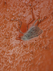 Entomophthoromycotina