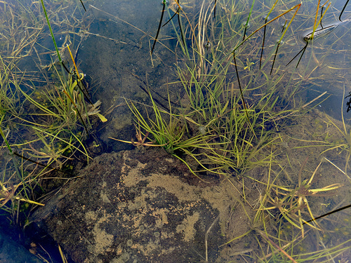 Howell's quillwort (Isoetes howellii)