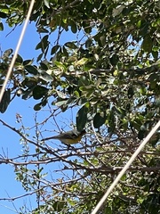 Setophaga pitiayumi graysoni