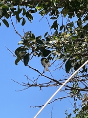 Setophaga pitiayumi graysoni