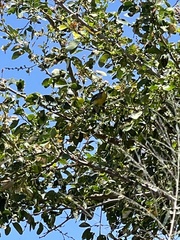 Setophaga pitiayumi graysoni