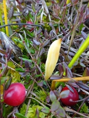 Clavaria sphagnicola