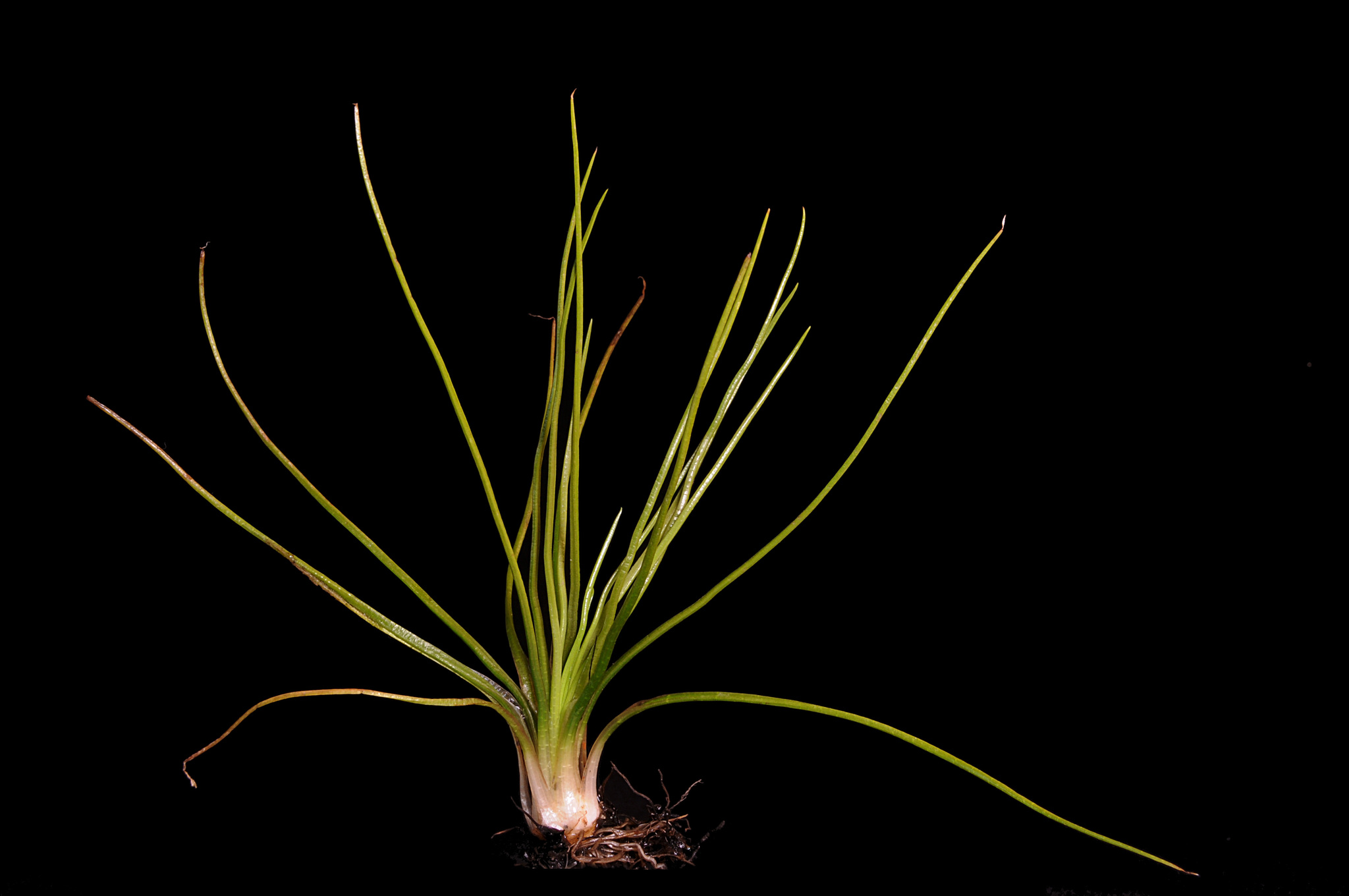 Isoetes