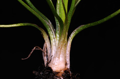 Isoetes howellii