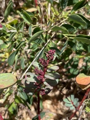 Euphorbia anthonyi