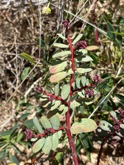 Euphorbia anthonyi