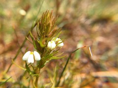 Triphysaria versicolor