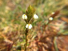 Triphysaria versicolor