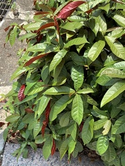 Excoecaria cochinchinensis