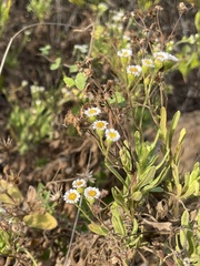 Erigeron socorrensis