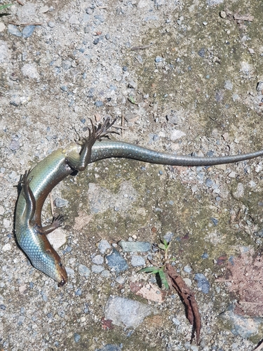 Eutropis multifasciata