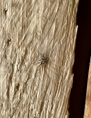 Menemerus bivittatus