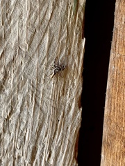 Menemerus bivittatus