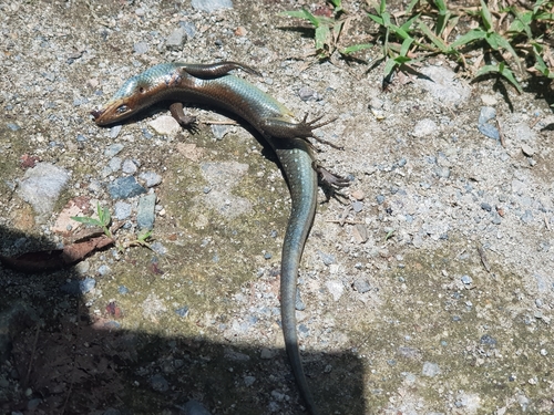 Eutropis multifasciata