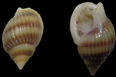 Nassariidae