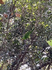 Psittacara brevipes