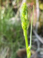 Anthericum liliago