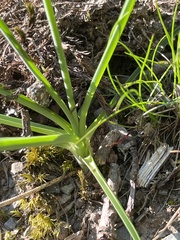 Anthericum liliago