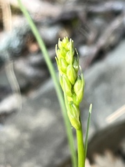 Anthericum liliago