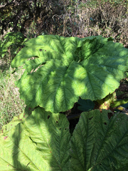 Gunnera petaloidea