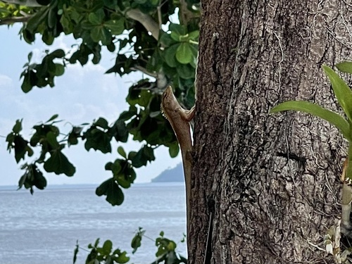 Calotes thailandensis — seen at this dive site