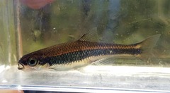 Notropis cummingsae